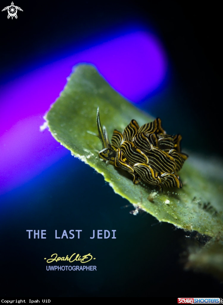 The last Jedi