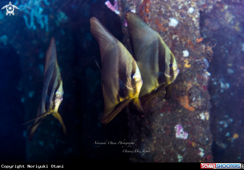  Longfin Batfish swimming fast through among pillars of the fish reef