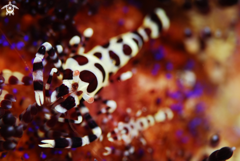 A Periclimenes colemani | Coleman Shrimp