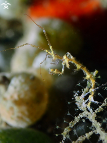 A Caprella sp. | Skeleton shrimp