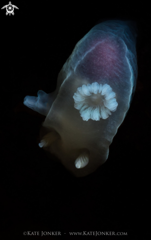 A Ghost Nudibranch