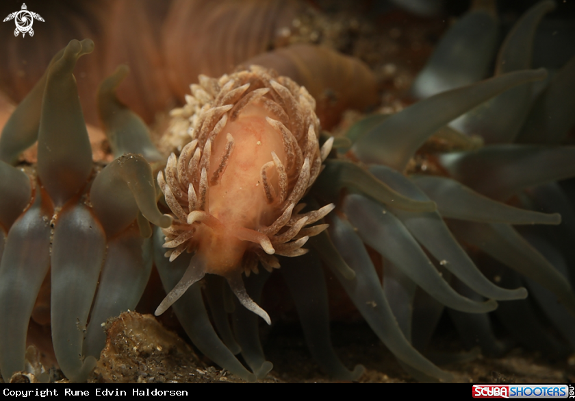 Nudi & anemone