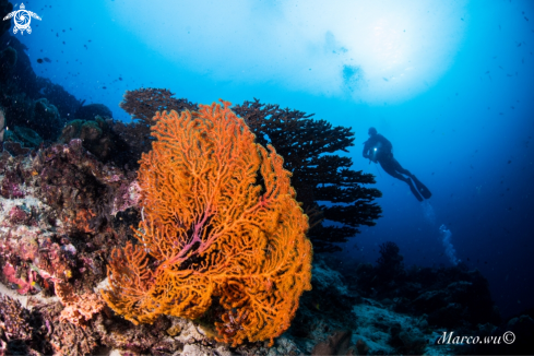 A Diver and Coral