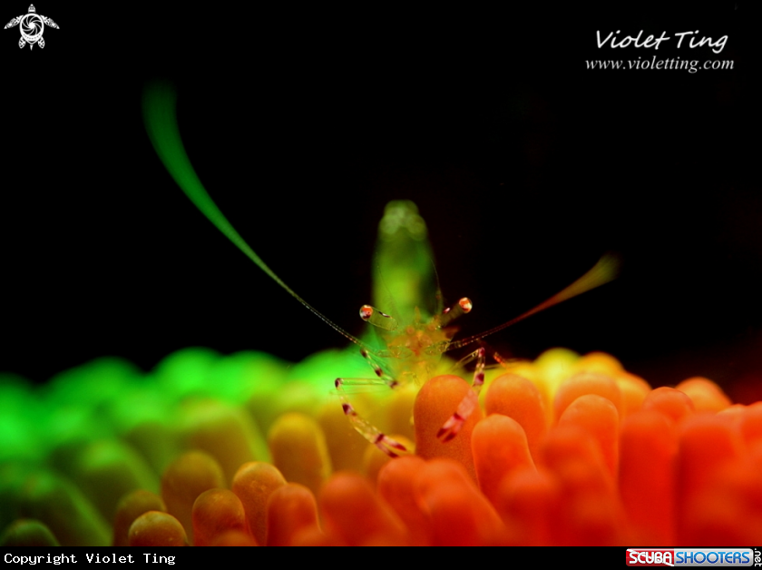 Shrimp in Colors
