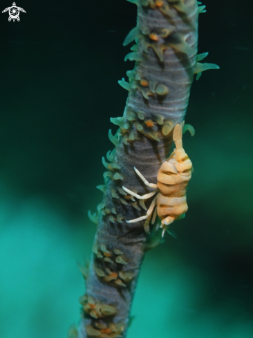 A Pontonides Ankeri | Whip Coral Shrimp