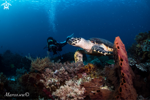 A Diver and hawksbill