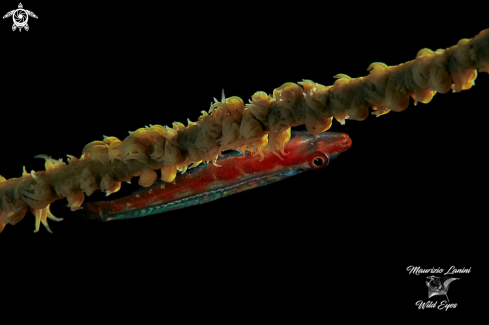 A Bryaninops yongei | Coral wip goby
