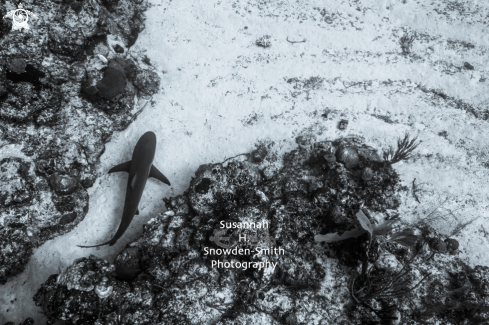 A Carcharhinus perezii | Caribbean Reef Shark
