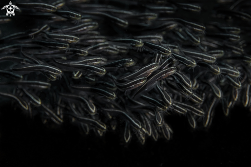 A Plotosus lineatus | striped eel catfish 