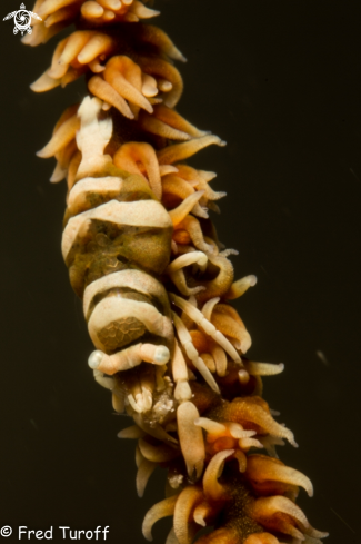 A Rope Coral Shrimp