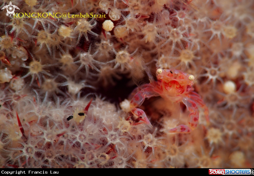 A Coral Crab