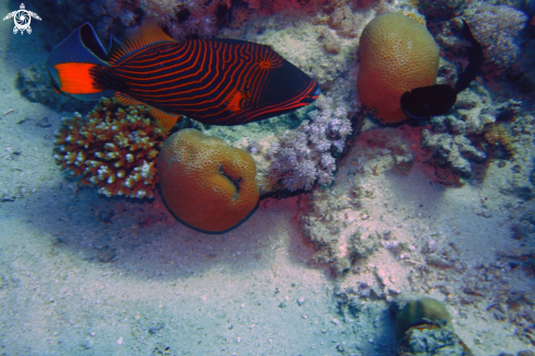A Balistapus undulatus | Orange-Lined Trigger Fish