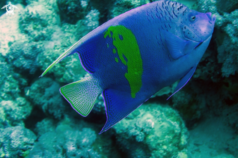 A Holacanthus bermudensis | Blue Angelfish