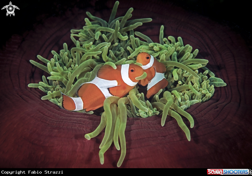 Clownfishes and anemone