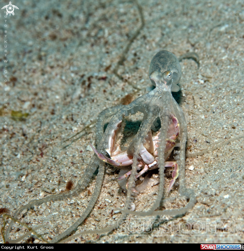 A Oracle Octopus hunt crab