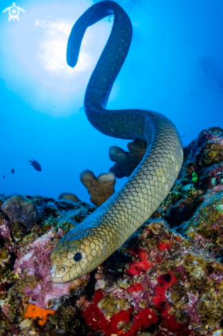 A Olive Sea Snake