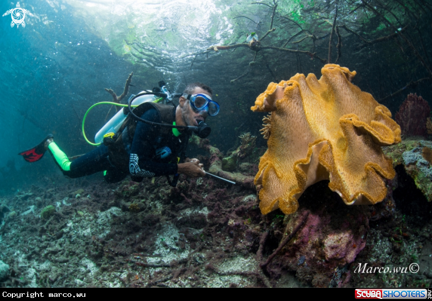 A Diver & Coral