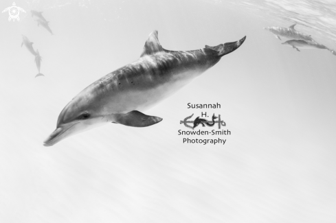 A Stenella frontalis | Spotted dolphins