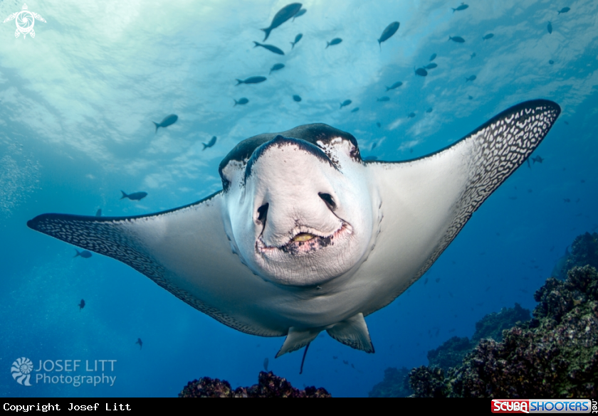A Pacific white-spotted eagle ray