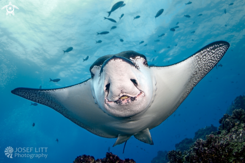 A Aetobatus laticeps | Pacific white-spotted eagle ray