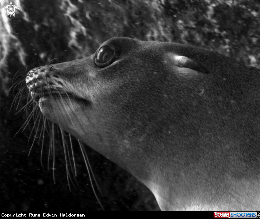 California sea lion, natural light