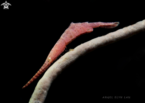 A Tozeuma lanceolatum | Sawblade Shrimp