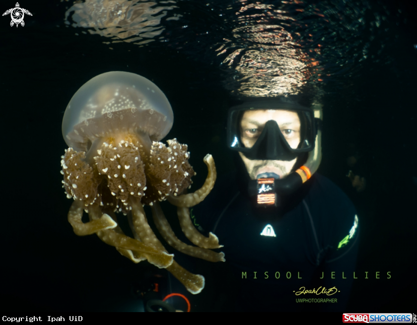 A golden jellyfish Mastigias