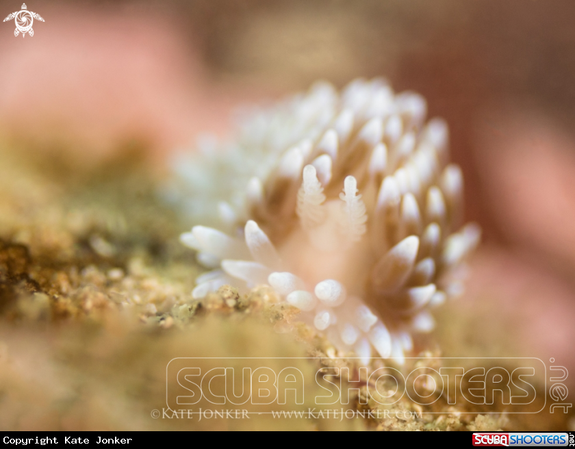 A Silvertip Nudibranch
