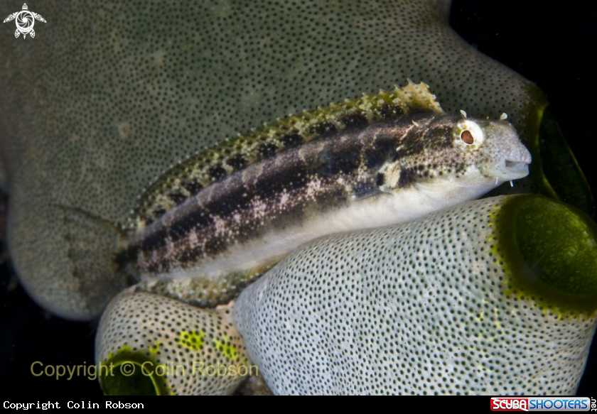 A goby fish
