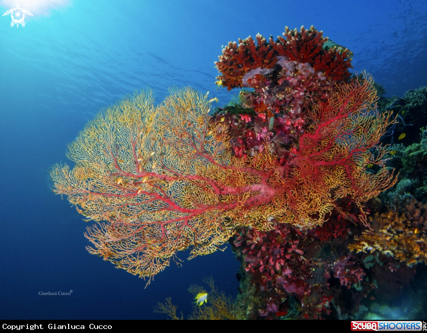A Gorgonia coral