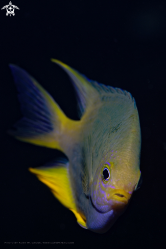 A Amblyglyphidodon aureus | Damsel Fish