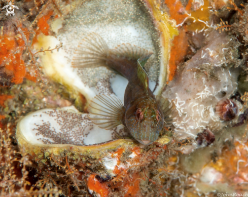 A Parablennius marmoreus  | Seaweed Blenny 