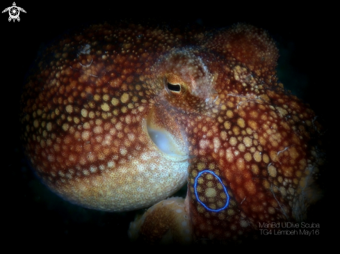 Mototi Octopus
