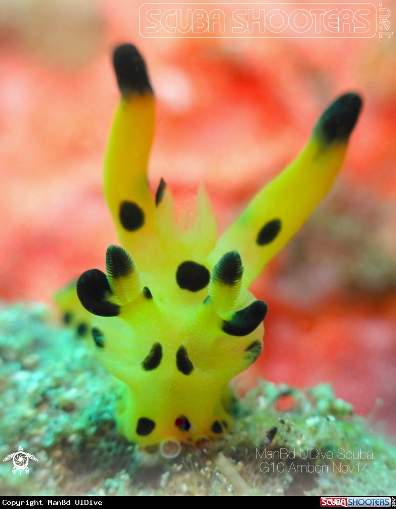 A Pikachu Nudibranch