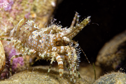 A Saron Marmoratus | Marble Shrimp
