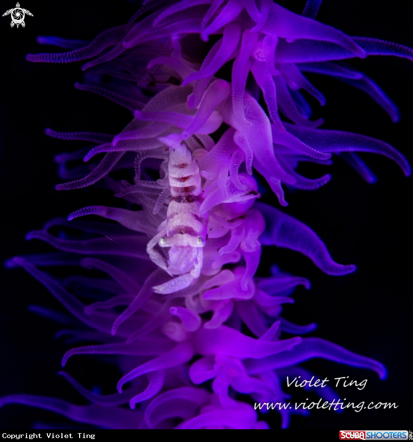 whip coral shrimp in purple
