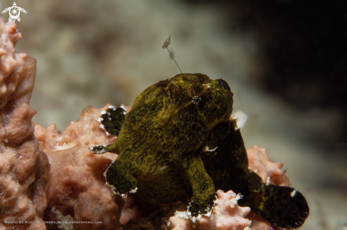 A Antennarius pictus | Frog Fish
