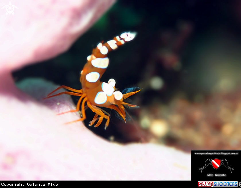 A Squat Anemone Shrimp or Sexy Shrimp