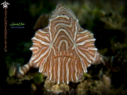 A Histiophryne psychedelica | Psychedelic frogfish