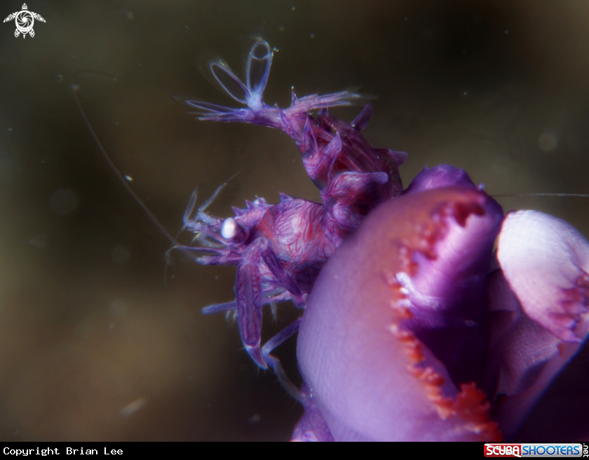 A horned sea pen shrimp