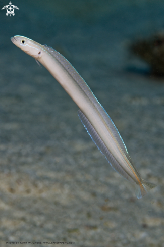 A Gubbellichthys monostigma | Sanddivers