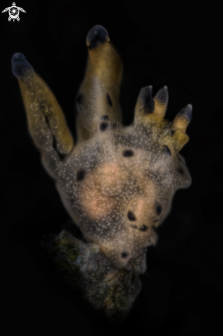 A Thecacera pacifica | Pikachu 