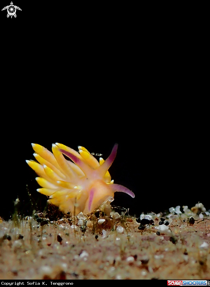 A Nudibranch baby