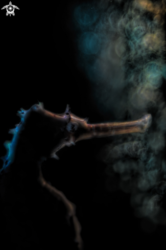 A hippocampus hystrix | seahorse