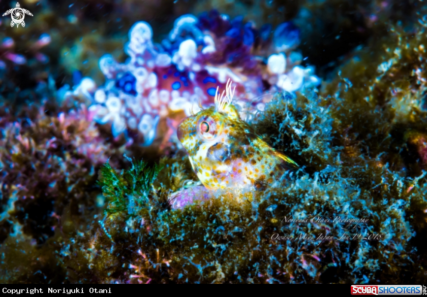 a blenny looking a nudibranch
