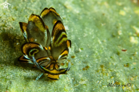A Tiger butterfly nudi