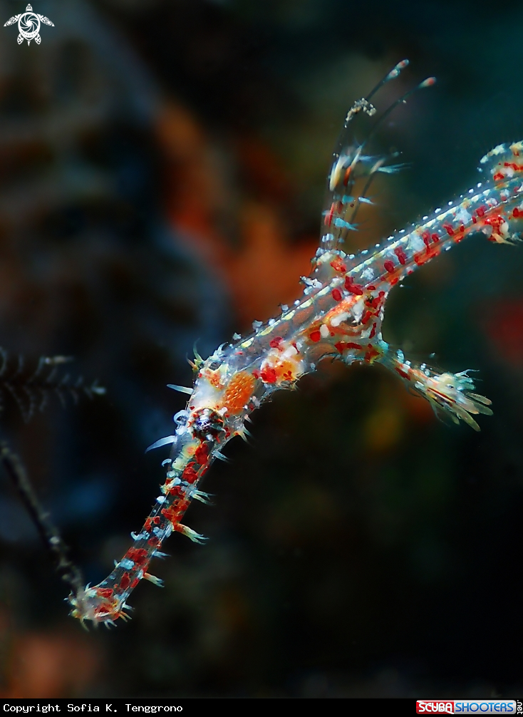 A Ornate ghost pipefish baby