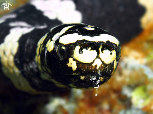A Turtle-Headed Sea Snakes 
