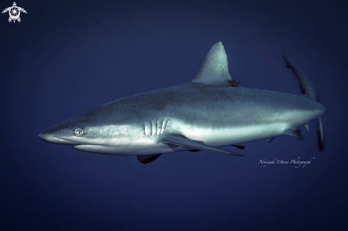 A Carcharhinus amblyrhynchos (Bleeker, 1856) | Grey reef shark