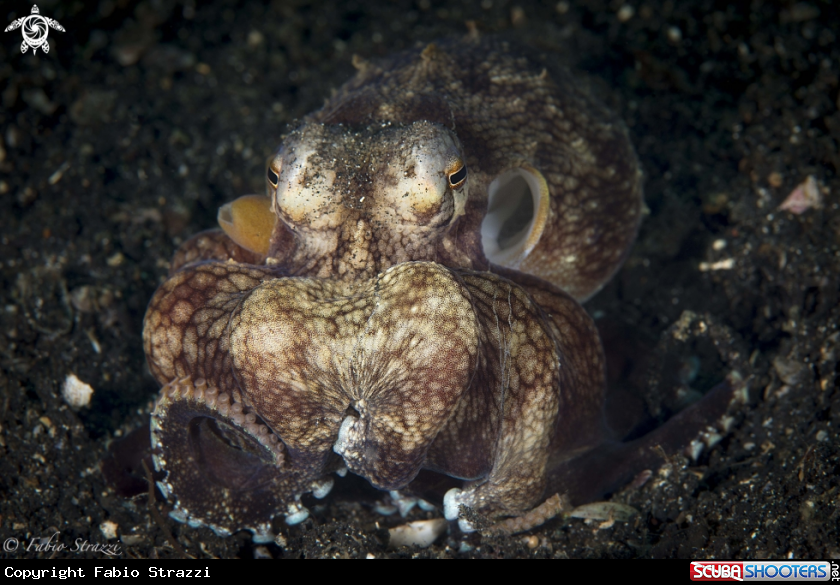 A Coconut octopus